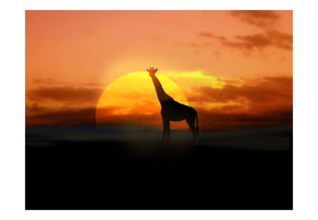 Fototapete Giraffe Im Sonnenuntergang Mirai Trading Gmbh